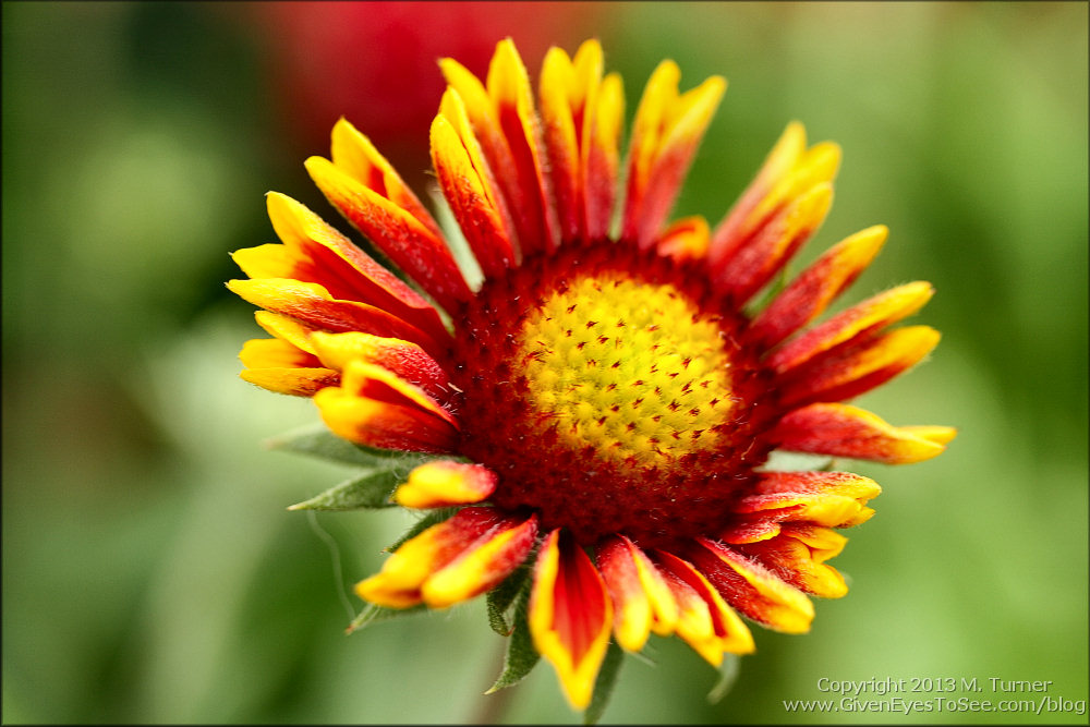 Fiery Sunflower at Epcot's Flower and Garden Festival