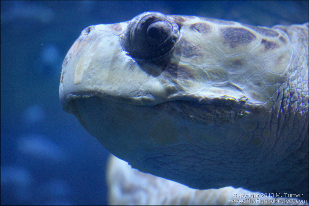living-seas-turtle-may13